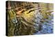 Ripples in Pool at Rancho La Purerta, Tecate, Mexico-Jaynes Gallery-Premier Image Canvas