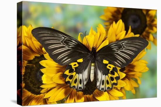 Rippon's Birdwing Butterfly, Female, Troides Hypolitus-Darrell Gulin-Premier Image Canvas