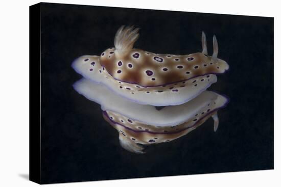 Risbecia Tryoni Nudibranch, Beqa Lagoon, Fiji-Stocktrek Images-Premier Image Canvas