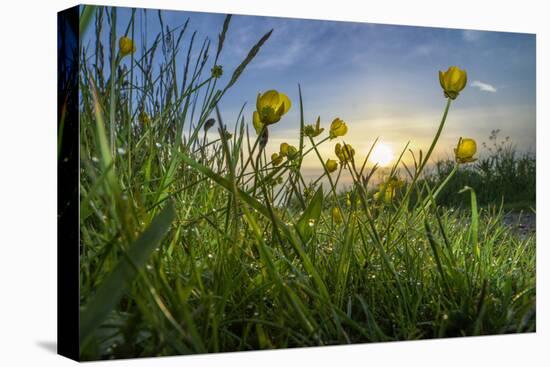 Rising Beyond the Buttercups-Adrian Campfield-Premier Image Canvas