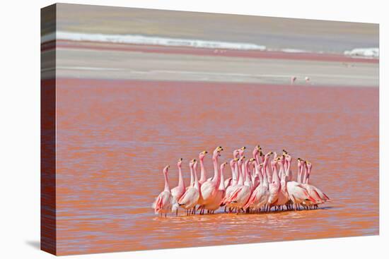 Ritual Dance of Flamingo, Wildlife, Laguna Colorada (Red Lagoon), Altiplano, Bolivia-Helen Filatova-Premier Image Canvas