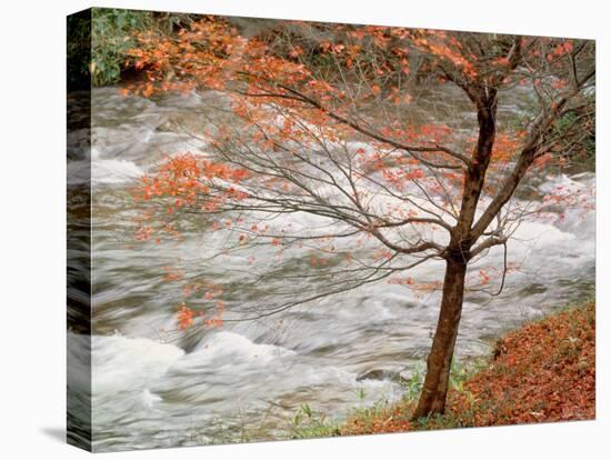 River and Autumn Leaves-null-Premier Image Canvas