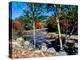 River flowing through a forest, Swift River, Kancamagus Highway, White Mountain National Forest...-null-Premier Image Canvas