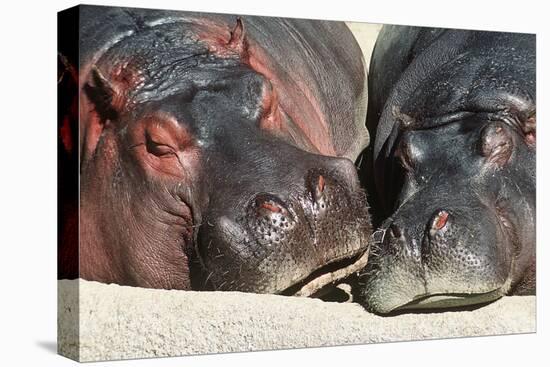 River Hippopotamus, Two Sleeping Together-null-Premier Image Canvas