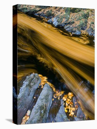 River North Esk Loaded with Beech Leaves, Angus, Scotland, UK, October 2007-Niall Benvie-Premier Image Canvas