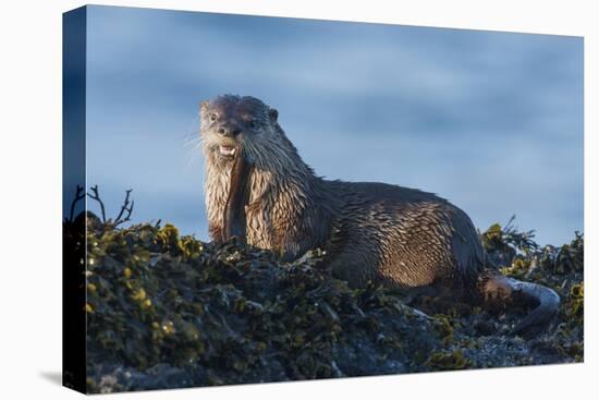 River Otter, a snack found among the tide pools at low tide-Ken Archer-Premier Image Canvas