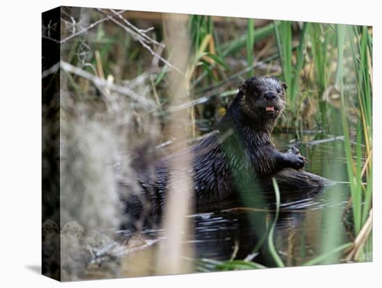 River Otter (Lutra Canadensis), Big Cypress Nature Preserve, Florida-James Hager-Premier Image Canvas