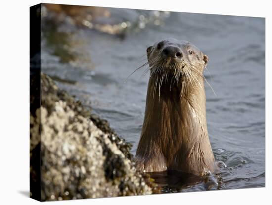 River Otter (Lutra Canadensis), Near Nanaimo, British Columbia, Canada, North America-James Hager-Premier Image Canvas