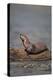 River Otter on Driftwood-DLILLC-Premier Image Canvas