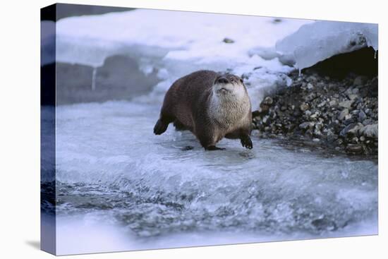 River Otter on Icy Riverbank-DLILLC-Premier Image Canvas