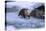 River Otter on Icy Riverbank-DLILLC-Premier Image Canvas