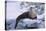 River Otter on Icy Riverbank-DLILLC-Premier Image Canvas