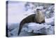 River Otter on Icy Riverbank-DLILLC-Premier Image Canvas