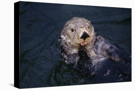 River Otter Swimming-DLILLC-Premier Image Canvas