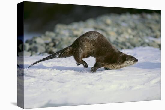 River Otter-DLILLC-Premier Image Canvas