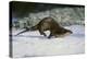 River Otter-DLILLC-Premier Image Canvas