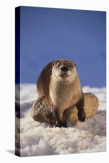 River Otter-DLILLC-Premier Image Canvas