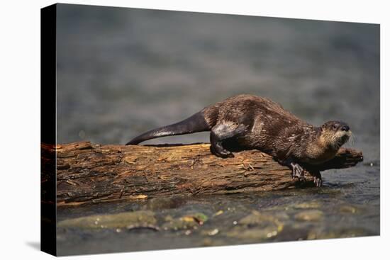 River Otter-DLILLC-Premier Image Canvas