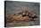 River Otter-DLILLC-Premier Image Canvas