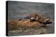 River Otter-DLILLC-Premier Image Canvas