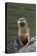 River Otter-Ken Archer-Premier Image Canvas