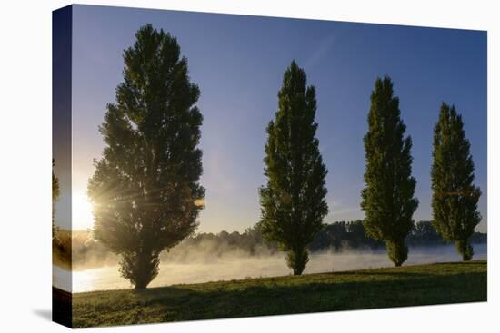 River Scenery, the Rhine, Trees, Nebulous Mood, Sunrise, Speyer, Rhineland-Palatinate, Germany-Ronald Wittek-Premier Image Canvas