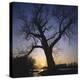 River, Sundown, the Sun, Tree, Silhouette, Trees, Silhouette, Bald, Dusk, Colour-Roland T.-Premier Image Canvas