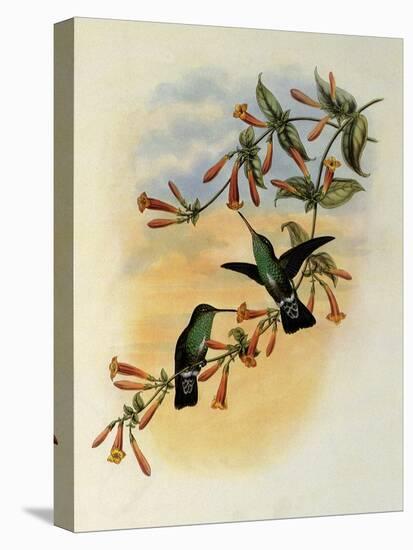 Riverine Emerald, Agyrtria Fluviatilis-John Gould-Premier Image Canvas