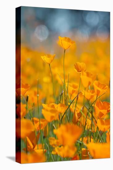 Riverside Poppies-Vincent James-Premier Image Canvas