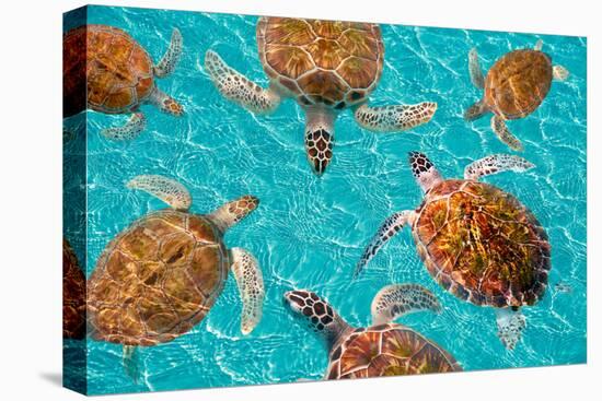 Riviera Maya Turtles Photomount on Caribbean Turquoise Waters of Mayan Mexico-holbox-Premier Image Canvas