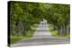 Road Bicycling under a Tunnel of Trees on Rural Road Near Glen Arbor, Michigan, Usa-Chuck Haney-Premier Image Canvas
