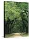 Road Enclosed by Moss-Covered Trees, Charleston, South Carolina, USA-Jaynes Gallery-Premier Image Canvas