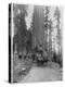 Road Going Through a Giant Sequoia, Mariposa Grove, Wawona, California, Late 19th Century-John L Stoddard-Premier Image Canvas