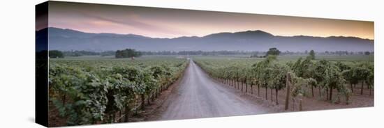 Road in a Vineyard, Napa Valley, California, USA-null-Premier Image Canvas
