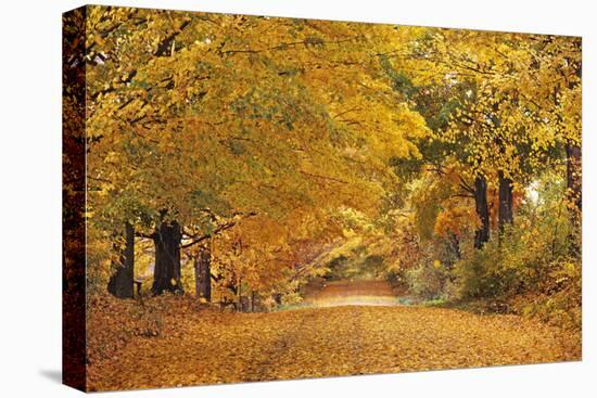 ROAD IN AUTUMN CENTRAL PENNSYLVANIA USA-Panoramic Images-Premier Image Canvas