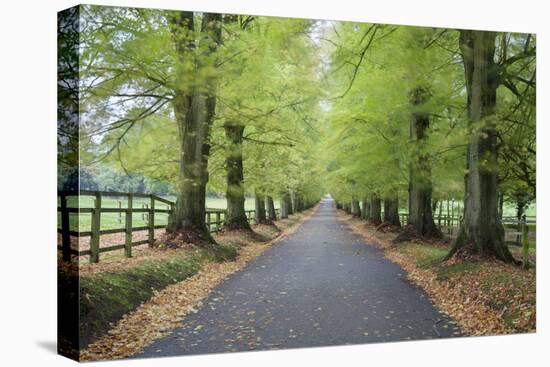 Road leading through avenue of beech trees with fallen autumn leaves, Batsford, Gloucestershire, En-Stuart Black-Premier Image Canvas
