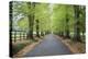 Road leading through avenue of beech trees with fallen autumn leaves, Batsford, Gloucestershire, En-Stuart Black-Premier Image Canvas