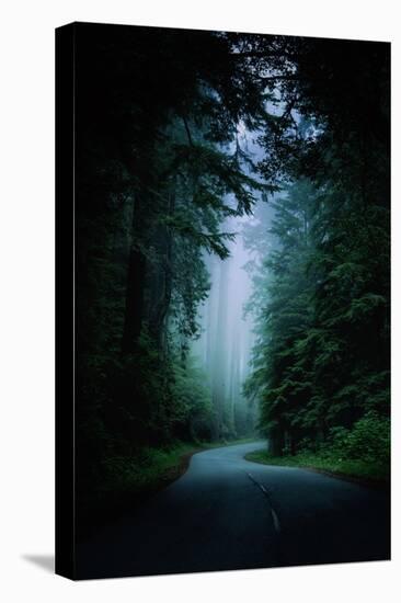 Road Light Redwood Forest California Coast Mystical Mist-Vincent James-Premier Image Canvas