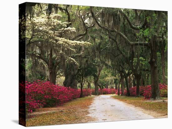 Road Lined with Azaleas and Live Oaks, Spanish Moss, Savannah, Georgia, USA-Adam Jones-Premier Image Canvas