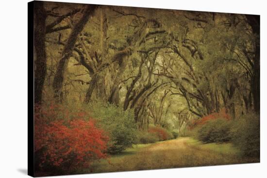 Road Lined With Oaks & Flowers-William Guion-Stretched Canvas