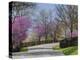 Road Lined with Redbud and Dogwood Trees in Full Bloom, Lexington, Kentucky, Usa-Adam Jones-Premier Image Canvas