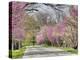 Road Lined with Redbud and Dogwood Trees in Full Bloom, Lexington, Kentucky, Usa-Adam Jones-Premier Image Canvas