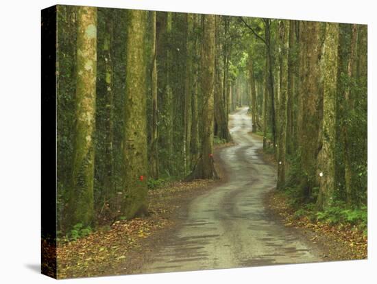 Road through Rainforest, Lamington National Park, Gold Coast Hinterland, Queensland, Australia-David Wall-Premier Image Canvas