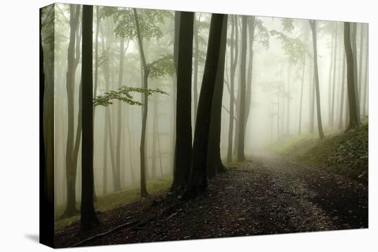 Road Through the Woods-PhotoINC-Premier Image Canvas