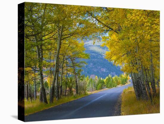 Road Thru Autumn Aspen Grove, Rocky Mountain National Park, Colorado,USA-Anna Miller-Premier Image Canvas