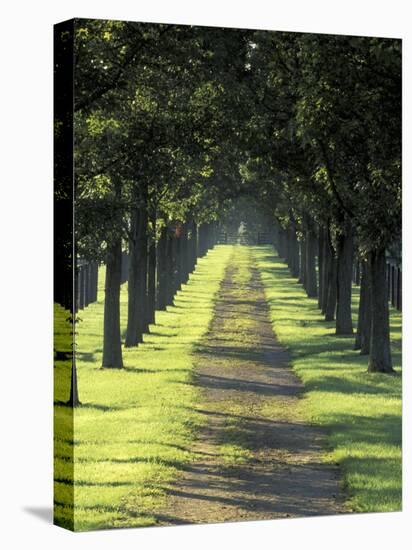 Road Thru Trees, Lexington, Kentucky, USA-Adam Jones-Premier Image Canvas