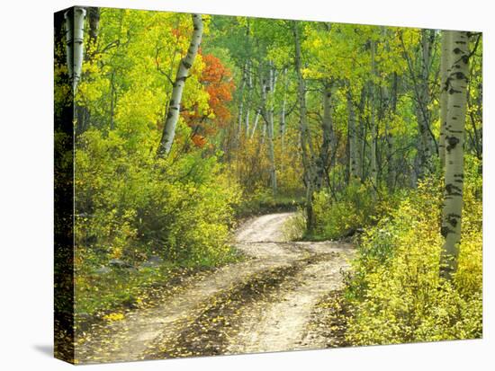 Road with Autumn Colors and Aspens in Kebler Pass, Colorado, USA-Julie Eggers-Premier Image Canvas