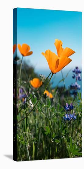 Roadside Coastal Poppies, Spring in Big Sur California Coast-Vincent James-Premier Image Canvas
