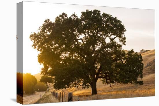 Roadside Oak-Lance Kuehne-Premier Image Canvas