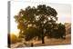 Roadside Oak-Lance Kuehne-Premier Image Canvas